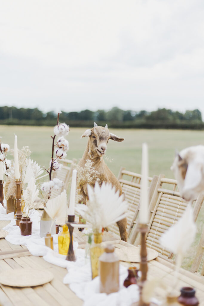 A Mannings Farm Goat explores the informal dining options provided by Rock The Day Styling 