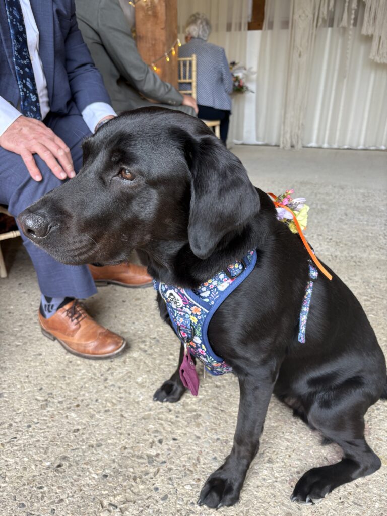 Sidney, the black labrador waits in anticipation of her role as a ring bearer in this celebrant led wedding